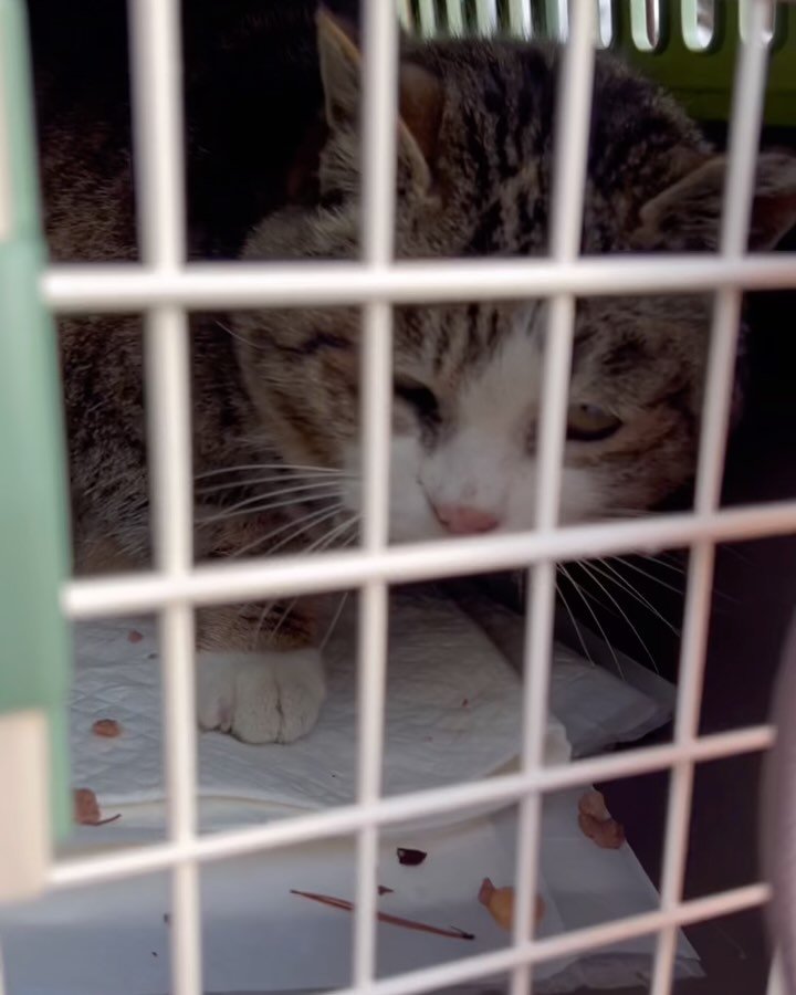 gwanaksan.cats 게시물 이미지: 얼굴을 다친 채 기다린 
열세 살 할미 짧둥이를 구조해...