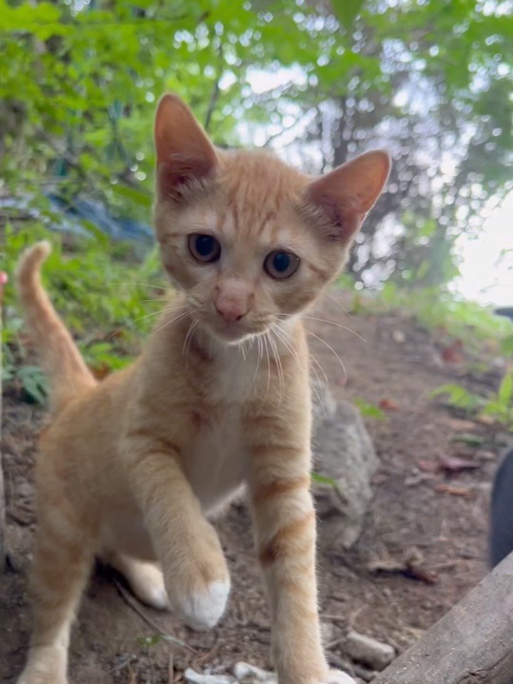 gwanaksan.cats 게시물 이미지: 극심한 폭염은 아니지만, 
오늘(8일)도 낮 더위는 여전했습니다....