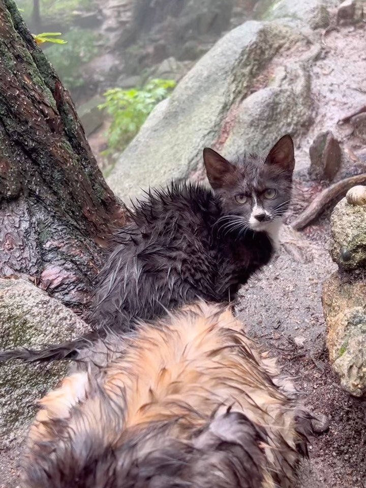 gwanaksan.cats 게시물 이미지: 하루 걸러 또 산 정상에 세찬비가 내립니다.
#관악산고양이친구들...