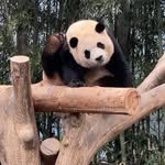 pubao_bibi 프로필 사진
