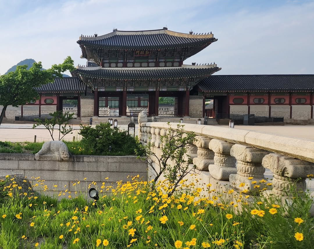 gyeongbokgung_palace_official 게시물 이미지: <경복궁 영제교의 6월🌼>

메롱해치 코끝에
노란 금계국 향기가 머물고,

근정문...