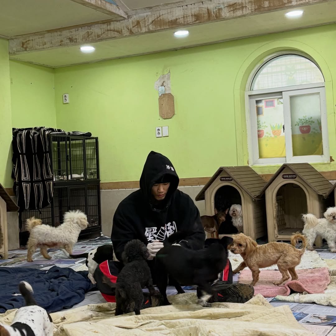 Photo by 이동규 on January 24, 2026. May be an image of Norwich terrier, Bedlington terrier and text.