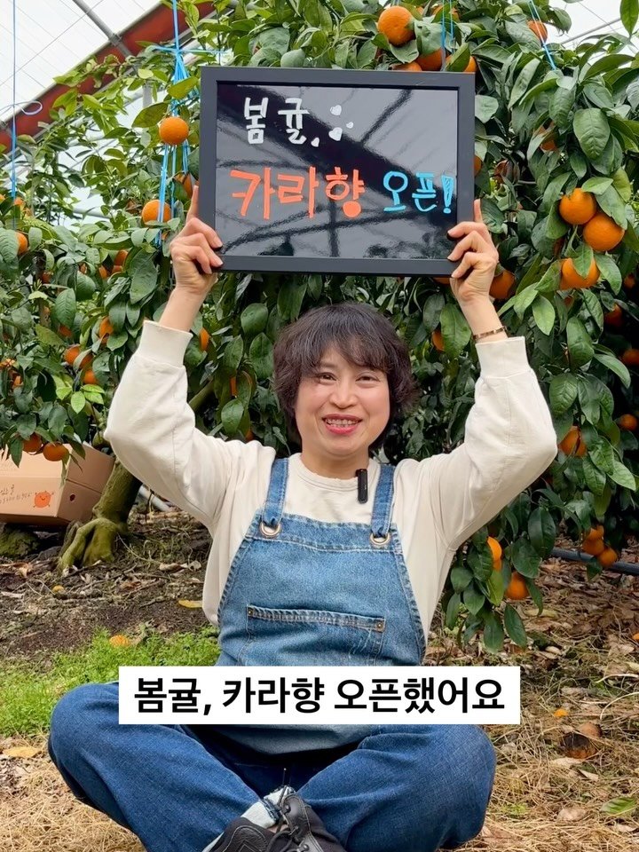 gyul_sup 게시물 이미지: 농부도 기다렸던 봄귤, 카라향이 시작됐어요 🍊

한라봉이 예상보다 빨리...