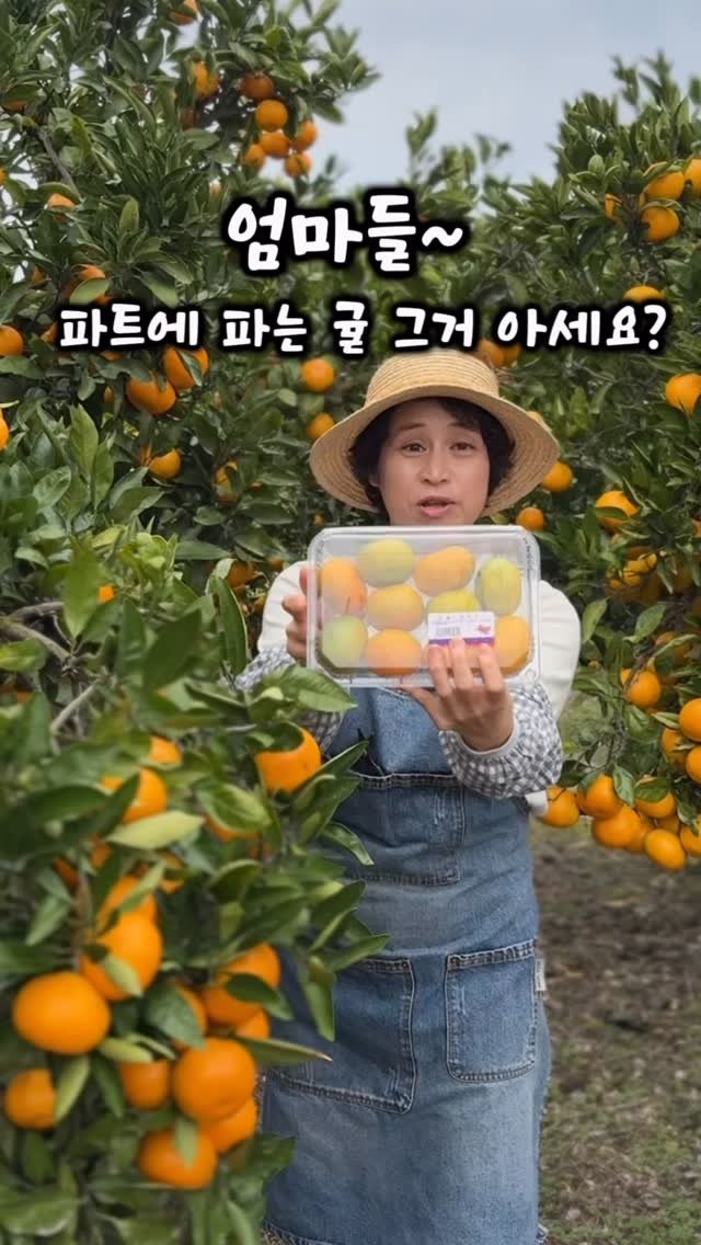 gyul_sup 게시물 이미지: 오늘 딴 귤, 마트 귤 엄마들의 선택은?🍊

우리 아이들이 먹을 귤은 오늘 딴 귤로...