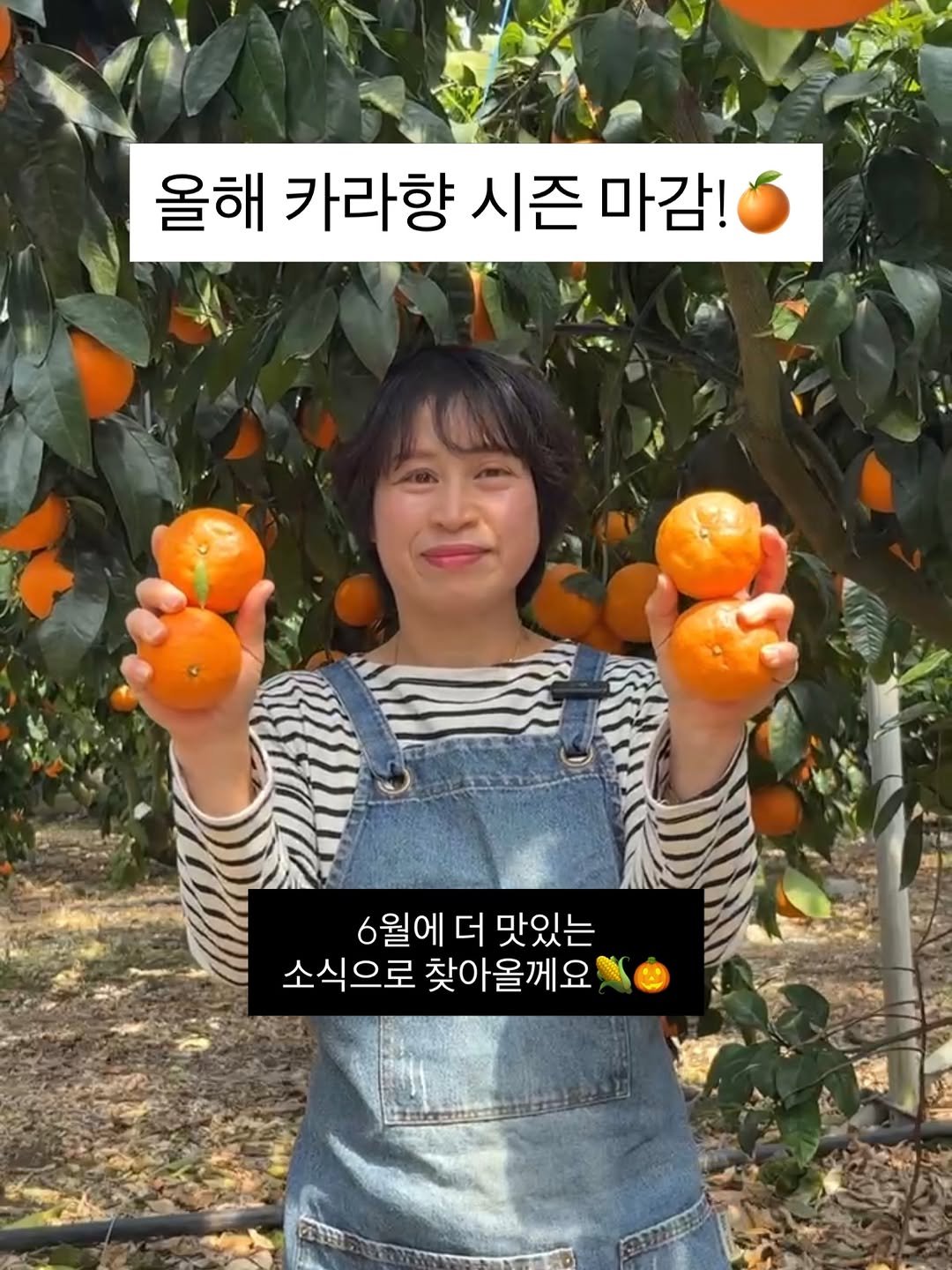 gyul_sup 게시물 이미지: 🍊 올해도 정말 감사했습니다!

봄을 달콤하게 채워주었던 카라향이 
여러분의 뜨거운...
