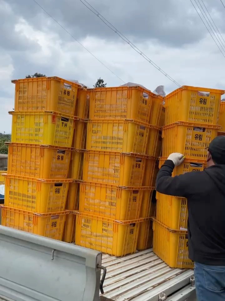 gyul_sup 게시물 이미지: 오늘 우박, 장대비에 귤따다 철수 했다는 
어머니의 전화를 받았어요

지금 날씨에...