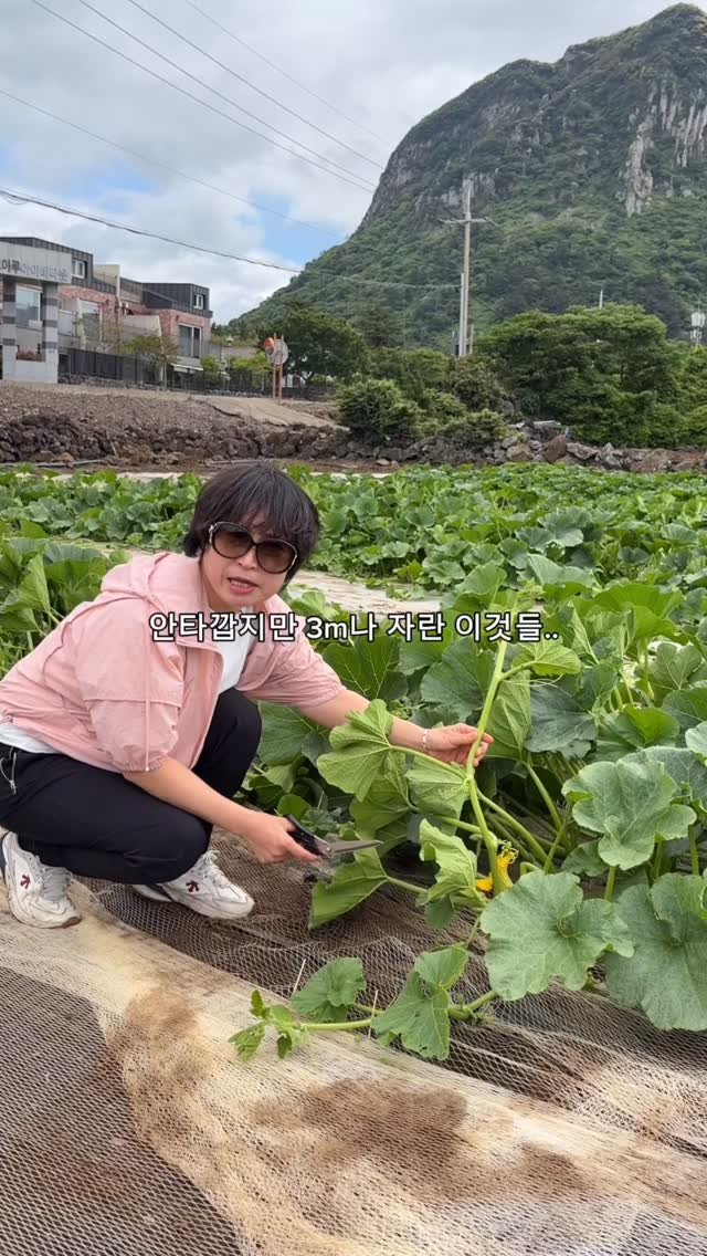 gyul_sup 게시물 이미지: 멀쩡한 줄기를 왜 다 잘라버리냐고요?✂️
날이 좋아서 유기농 밤호박들을 
터널...