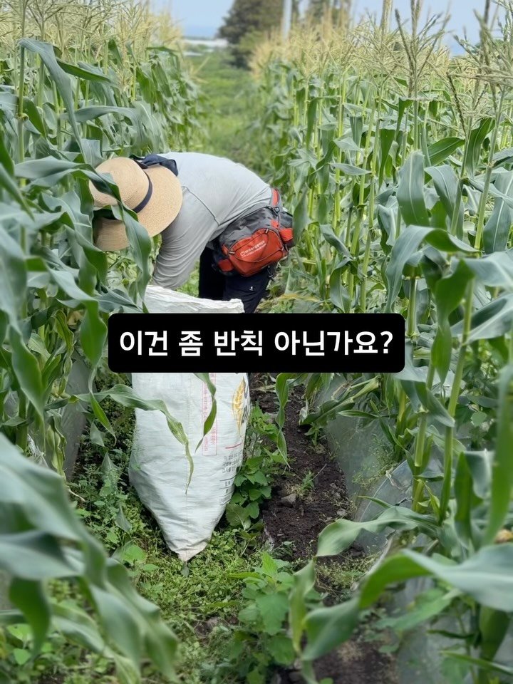 gyul_sup 게시물 이미지: 가장 맛있을 때 보내드리고 싶었습니다.🌽

농부에게 가장 바쁜 날이었어요

수확한...