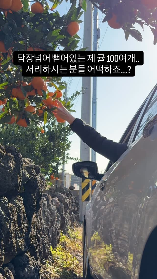 gyul_sup 게시물 이미지: 얼마치를 따가셨냐면..

동네 한 농부가 콘테나에 따놓은 
귤을 도둑맞았다는 소문을...