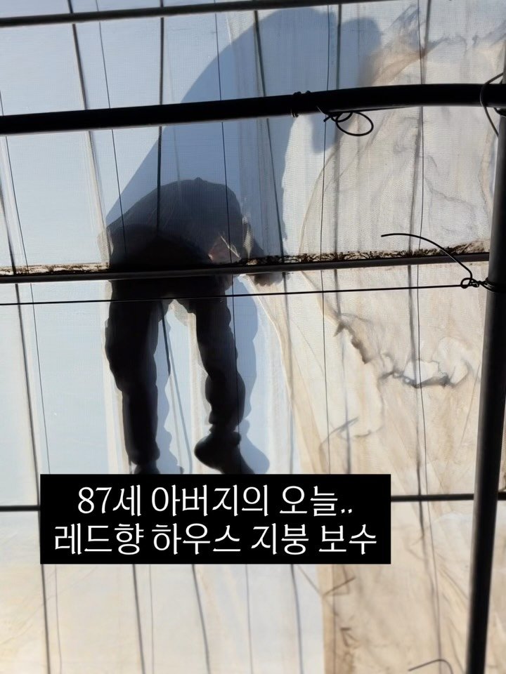 gyul_sup 게시물 이미지: 87세 아버지 
오늘도 레드향 하우스를 직접 고치십니다.
비 새지 말라고, 바람에...