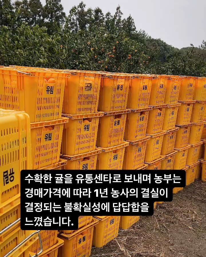gyul_sup 게시물 이미지: 1년 농사의 결실을 운에 맡기고 싶지 않았어요!

귤 컨테이너 100개를 가득 실은...