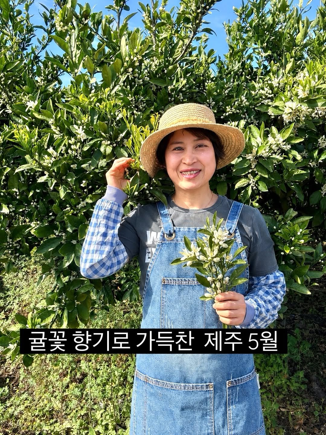 gyul_sup 게시물 이미지: 오늘은 제가 여왕벌이 된것 같아요
온 제주가 하얀 귤꽃향기로 향긋하네요

농장의...
