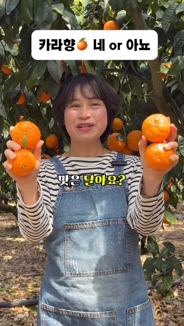 gyul_sup 게시물 이미지: 솔직히 말씀드릴게요. 귤 끝난 줄 아셨죠? 🍊
맛있을까 고민하는 분들을 위해...
