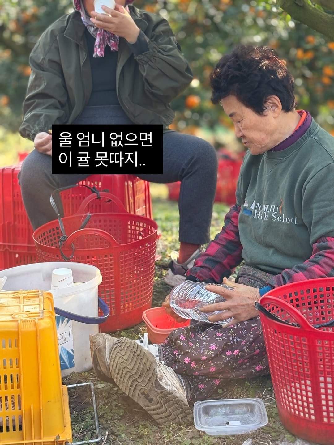 Photo by 아들셋 농부맘의 두번째 부엌_ 귤숲 on November 22, 2025. May be an image of one or more people, newspaper, picnic and text that says '울엄니없으면 울 엄니 없으면 이굴 이 귤 못따지.. 出 ANIU Hih HiSchod Seloc Scho'.