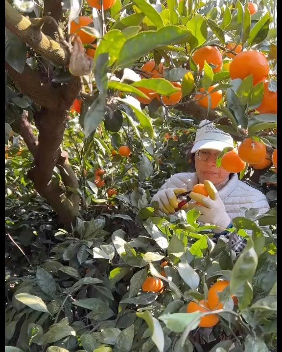 gyul_sup 게시물 이미지: 주말이 싫었던 아이..

어릴 적, 학교가 쉬는 주말마다 귤밭으로 가야 했던...