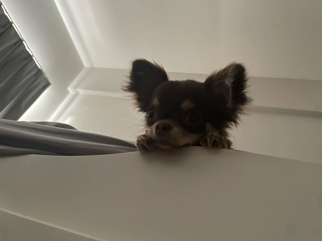 h_____1003 게시물 이미지: 🐶 🐾