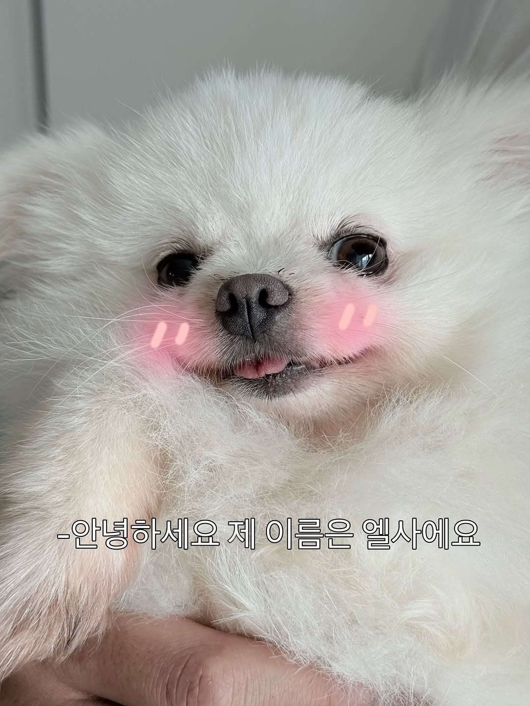 Photo by 김 현 지 on October 23, 2025. May be an image of Pekinese, Maltese and text that says '-안녕하세요 제 이름은 엘사에요'.