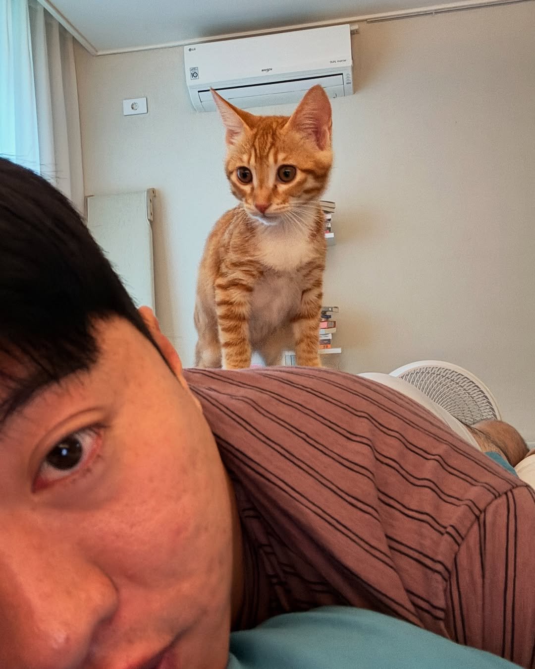 Photo by 송하빈 on July 04, 2025. May be an image of 1 person, kitten, tortoiseshell cat, Abyssinian cat and text.