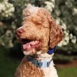 ourdogcosmo 프로필 사진