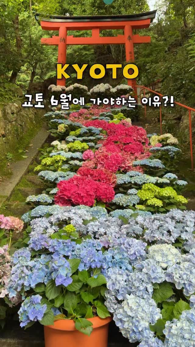 haeniivel 게시물 이미지: [저장 공유🇯🇵] 지금 바로 가야하는 교토 비밀 수국 스팟 🌸

@@ 00아 우리...
