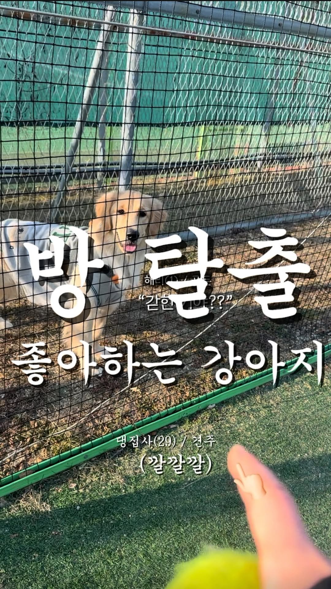 haeristagram 게시물 이미지: 해리 하고싶은거 그만해

#리트리버해리 #해리 #대형견 #대형견주