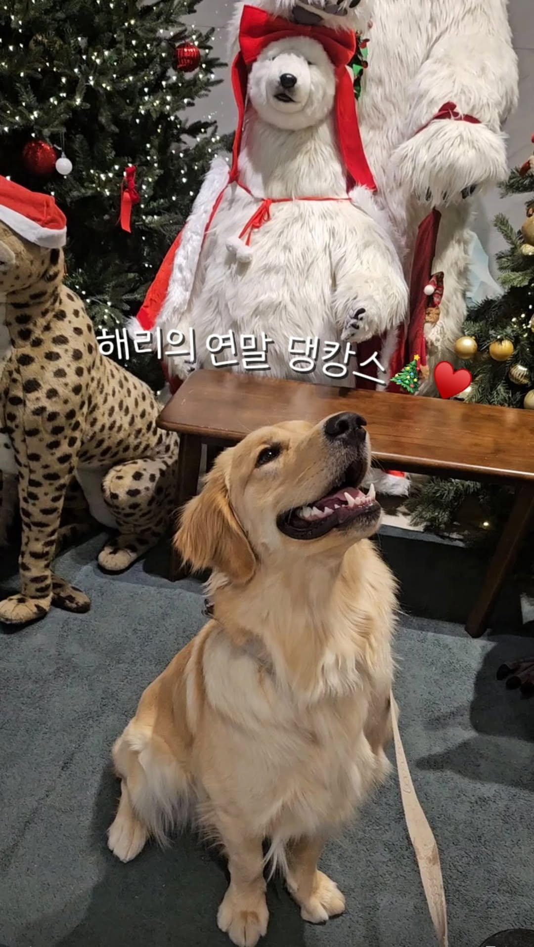 haeristagram 게시물 이미지: 메리 크리스마스!!!🎄💛
모두모두 행복한 연말 보내시길...
