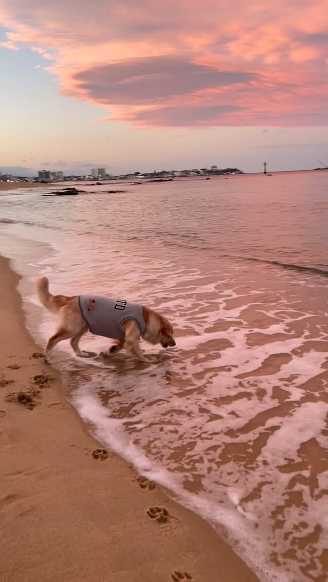 haeristagram 게시물 이미지: 바다 사진 좀 올려둘게요 집사님들🌊

#리트리버해리 #해리 #바다 #강릉 #한국바다