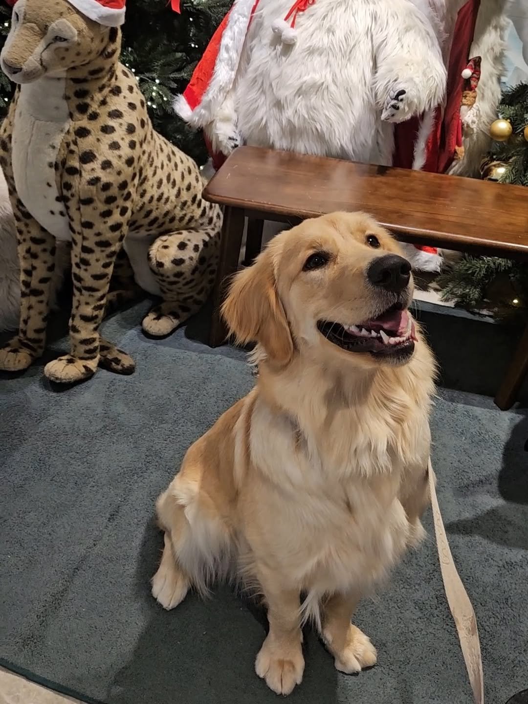 Photo by 리트리버 해리 on December 22, 2025. May be an image of golden retriever, christmas tree and text.