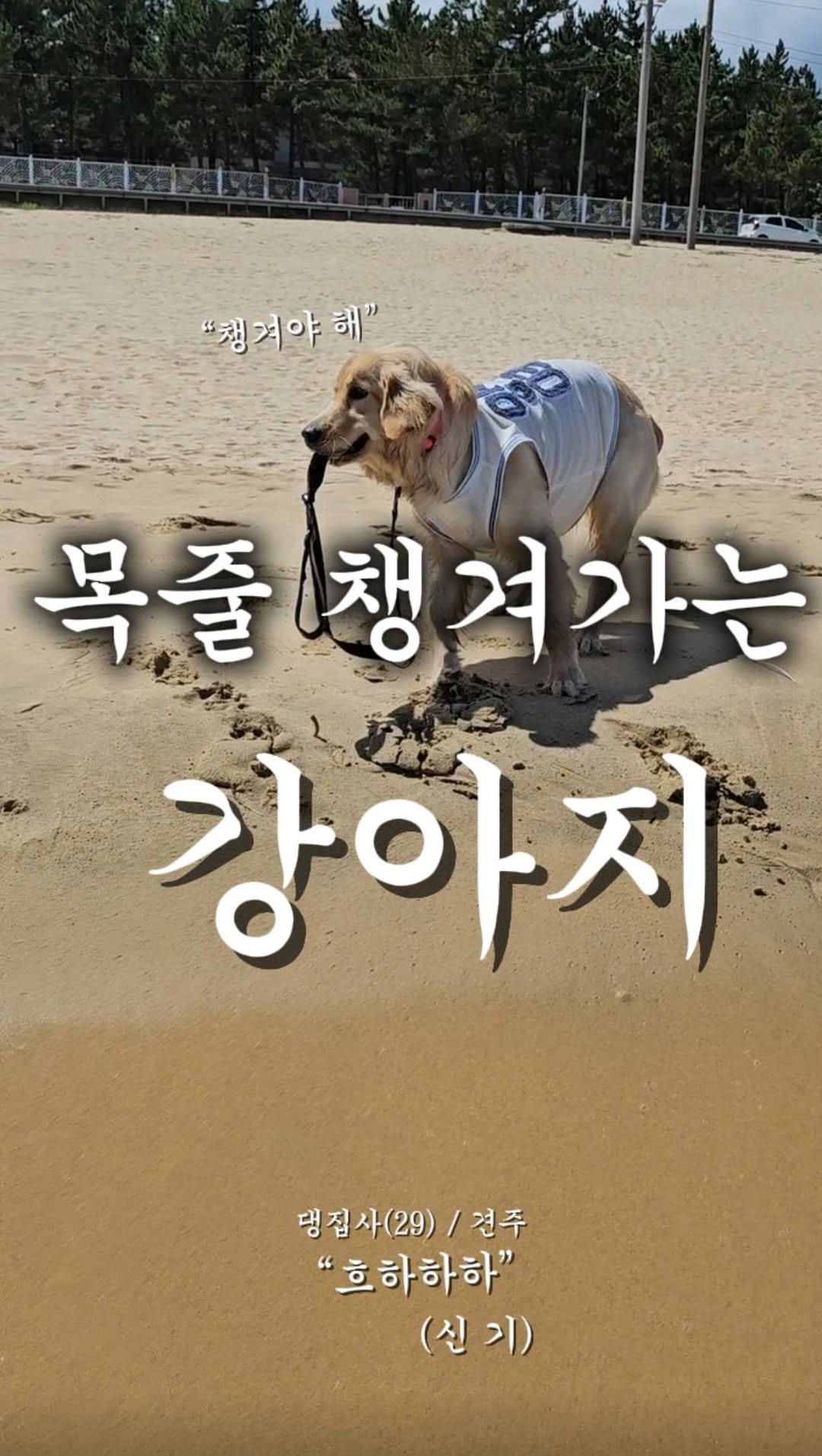 haeristagram 게시물 이미지: 바닷가 한정 셀프 산책 가능.

#리트리버해리 #리트리버 #댕댕이그램...