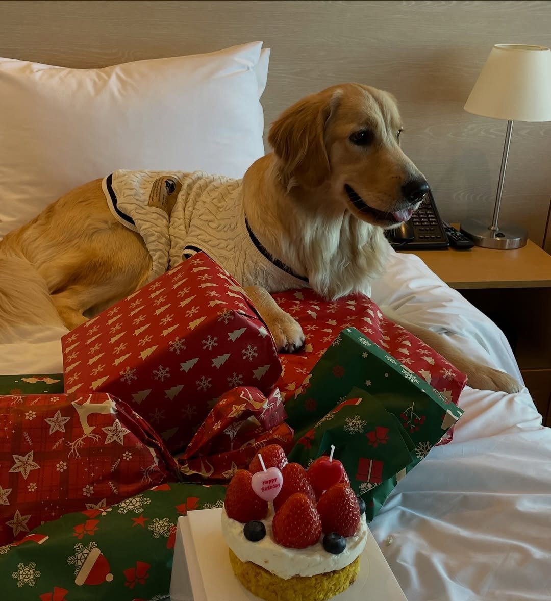 Photo by 리트리버 해리 on December 22, 2025. May be an image of golden retriever and text.