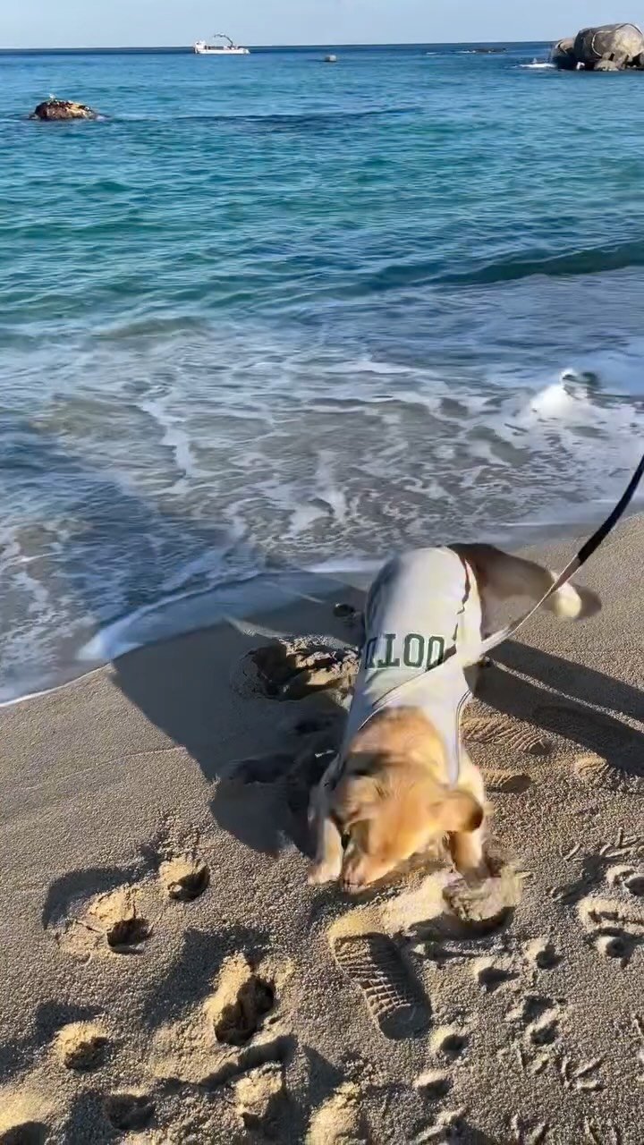 haeristagram 게시물 이미지: 해리랑 바다 또 가려고 각 잡는 영상🌊

#리트리버해리 #해리 #바다 #강릉 #한국바다