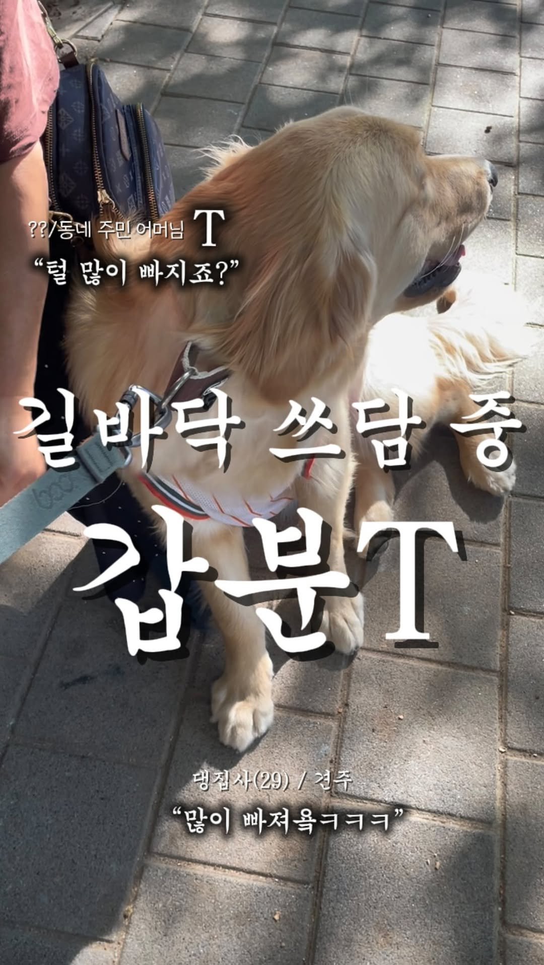 haeristagram 게시물 이미지: 견주들의 눈물지뢰와 리트리버 털의 사이…
오늘도 감사합니다 지나가다가 또...