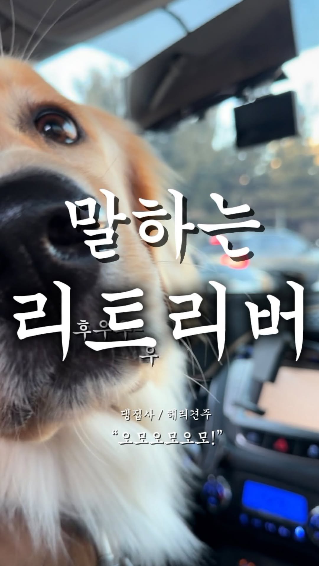 haeristagram 게시물 이미지: 우리는 이것을 해리고집이라고 부르기로 했어요.

#리트리버해리 #해리 #댕댕이 #대형견 #말대꾸