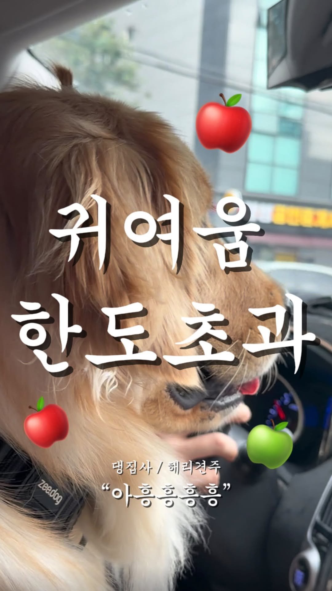 haeristagram 게시물 이미지: 사과머리 찹츄 어때요
#리트리버 #리트리버해리 #찹츄 #사과머리 #귀여운거