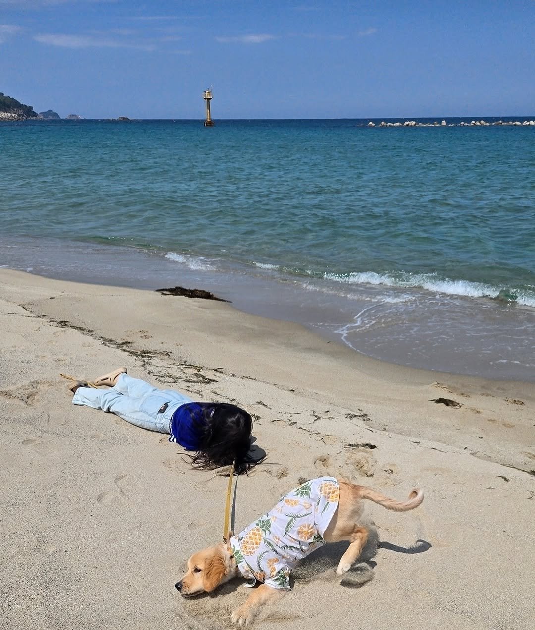 Photo by 리트리버 해리 on May 07, 2025.