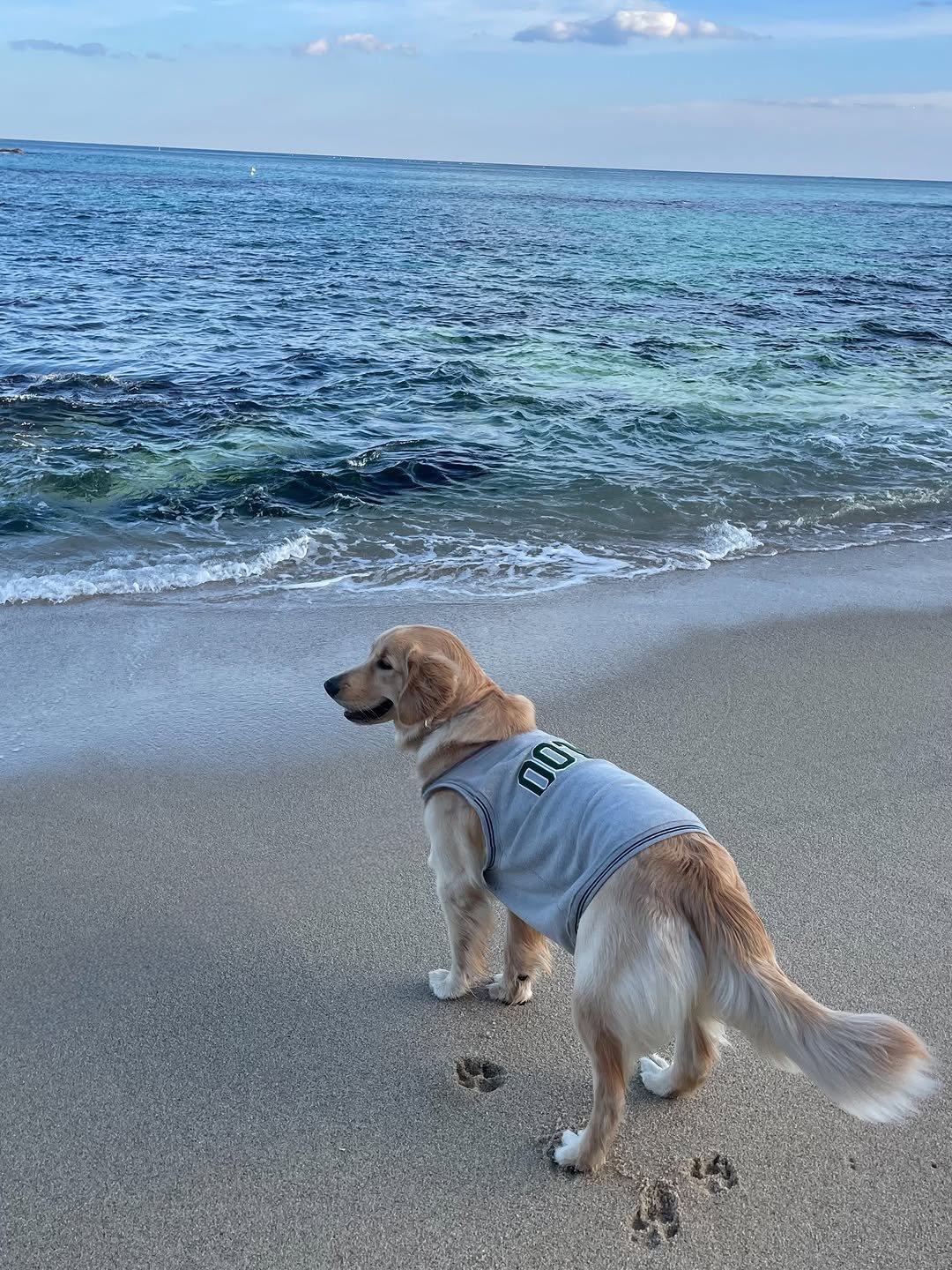 Photo by 리트리버 해리 on January 18, 2026. May be an image of golden retriever, collie, ocean and text.