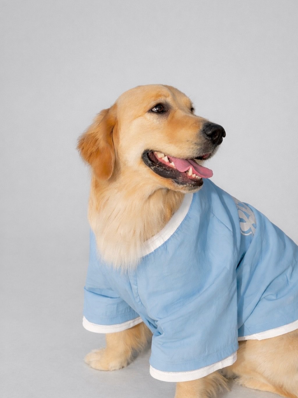 Photo shared by 바크로즈 on March 17, 2026 tagging @haeristagram. May be an image of golden retriever, collie and text.