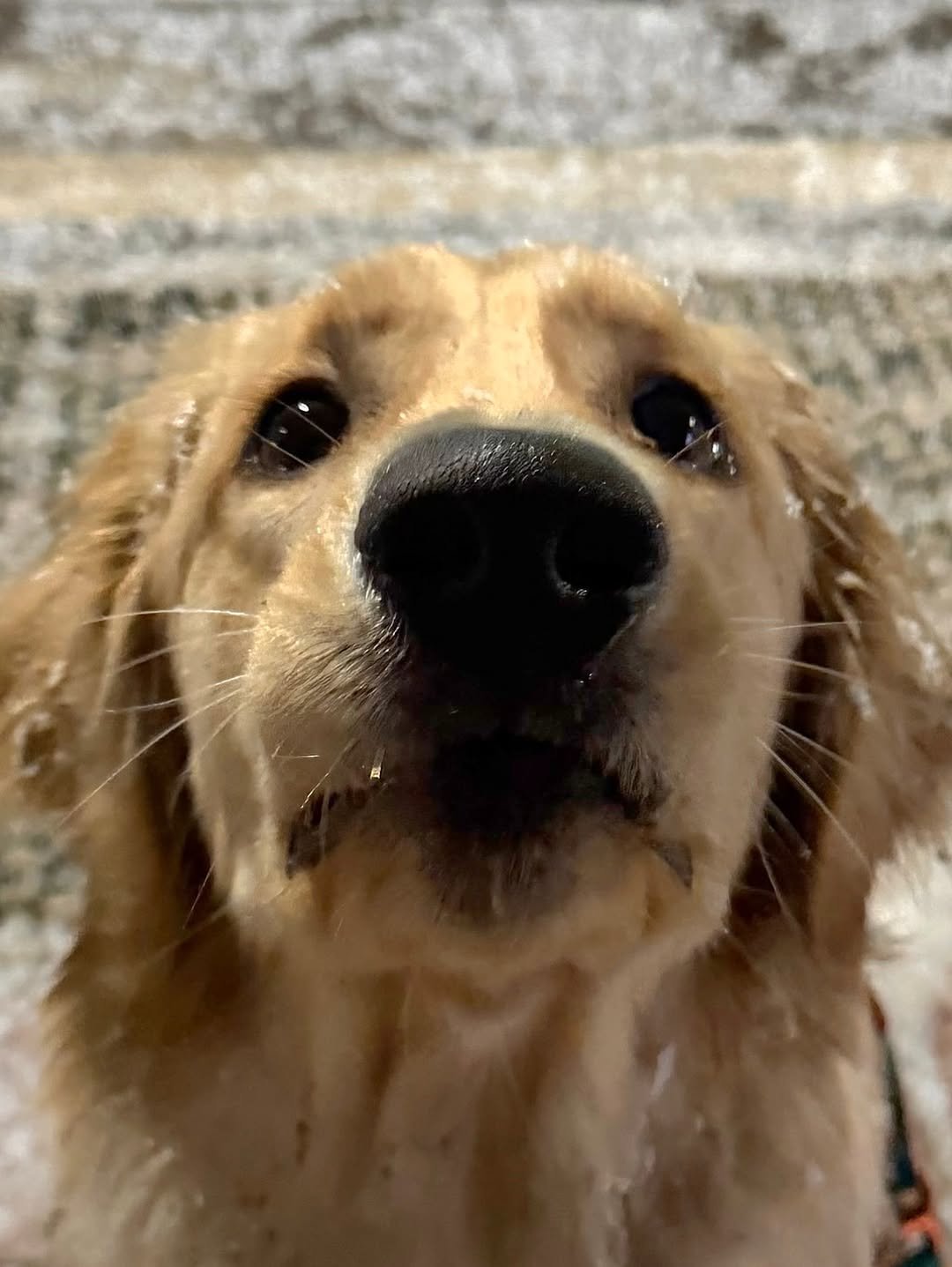 Photo by 리트리버 해리 on January 25, 2026. May be a closeup of golden retriever and text.