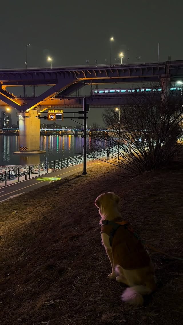haeristagram 게시물 이미지: 뚝섬 밤산책 기록🌙
해리도 달리는 지하철은 예쁜가봅니다🥰

#리트리버해리 #해리 #밤산책 #뚝섬