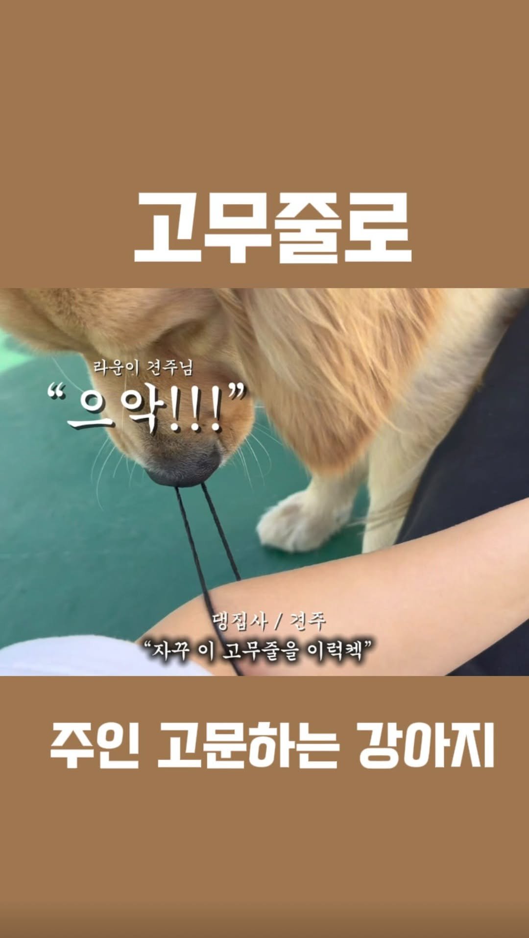 haeristagram 게시물 이미지: 리트리버가 이렇게 똑똑하답니다

#리트리버해리 #리트리버 #해리 #골든리트리버 #대형견