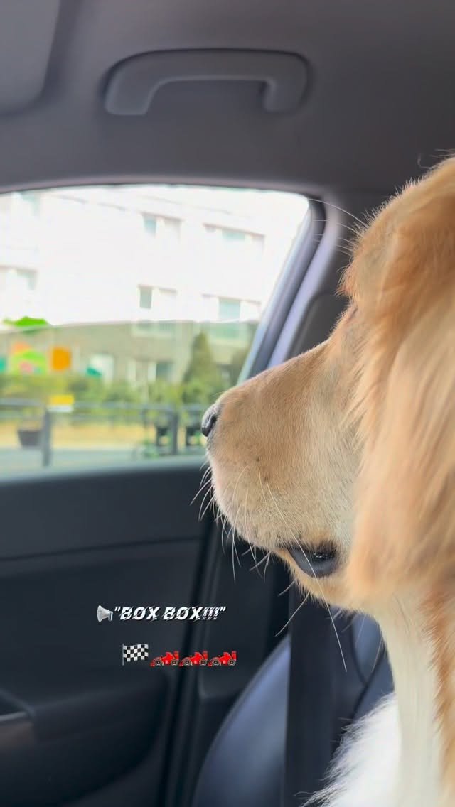 haeristagram 게시물 이미지: 창문 열어달라고 땡깡부리고 콧물 흘리는 친구

#리트리버해리 #해리 #리트리버 #f1 #오버드라이브