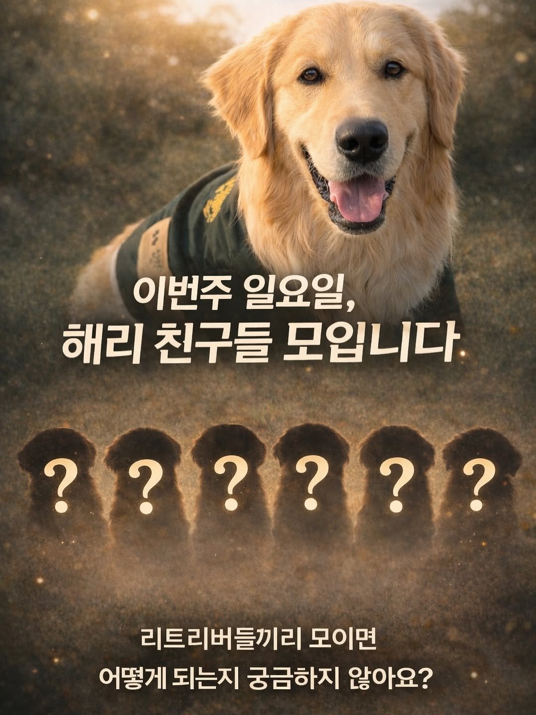 Photo by 리트리버 해리 on April 13, 2026. May be an image of text that says '이번주 일요일, 해리 친구들 모입니다. ?????? ?? ??? ? ??? ? 리트리버들끼리 모이면 어떻게 되는지 궁금하지 않아요?'.