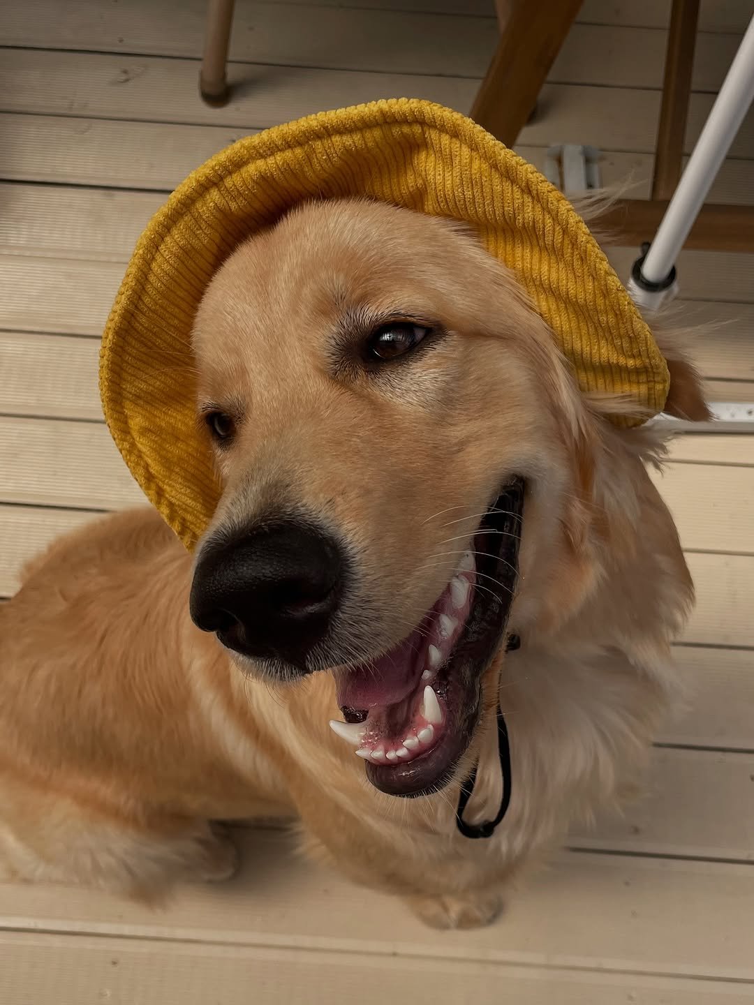 Photo by 리트리버 해리 on August 08, 2025. May be an image of golden retriever, collie, hat and text.