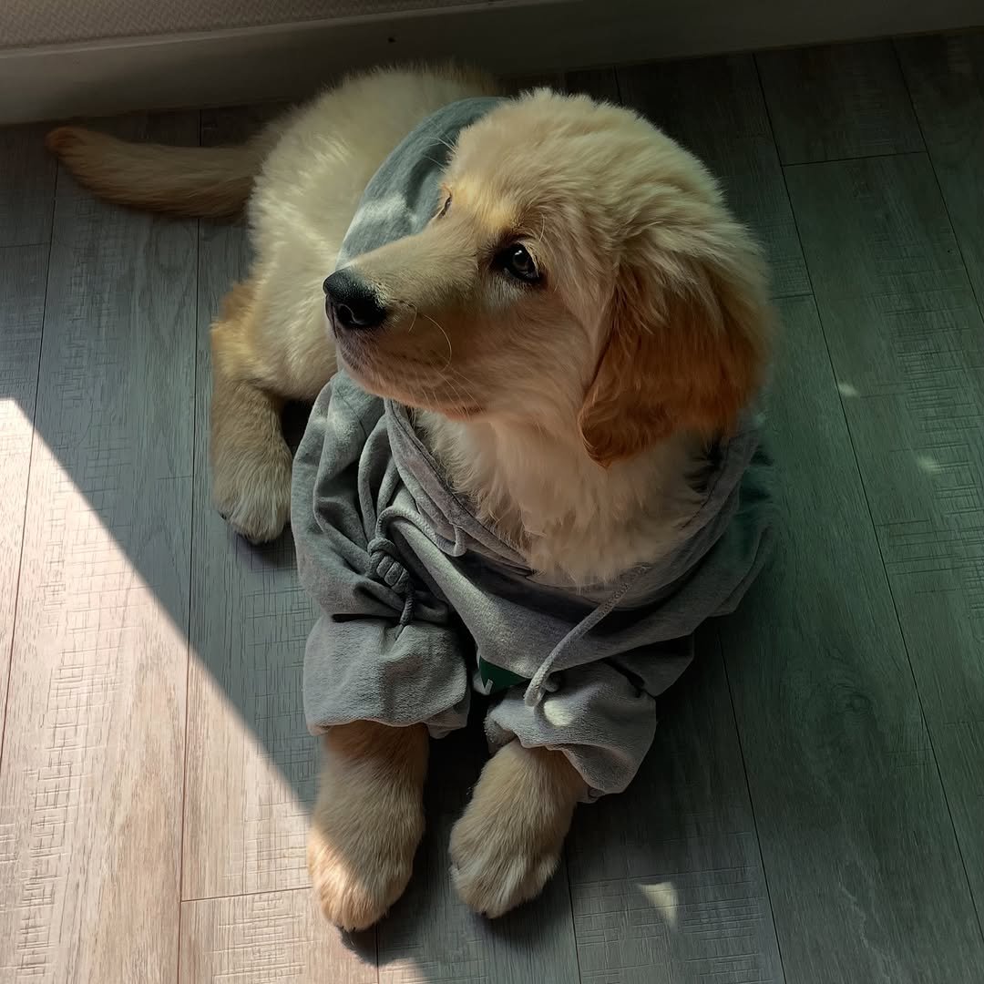 Photo by 리트리버 해리 on March 09, 2025.