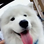 milk_the_samoyed 프로필 사진