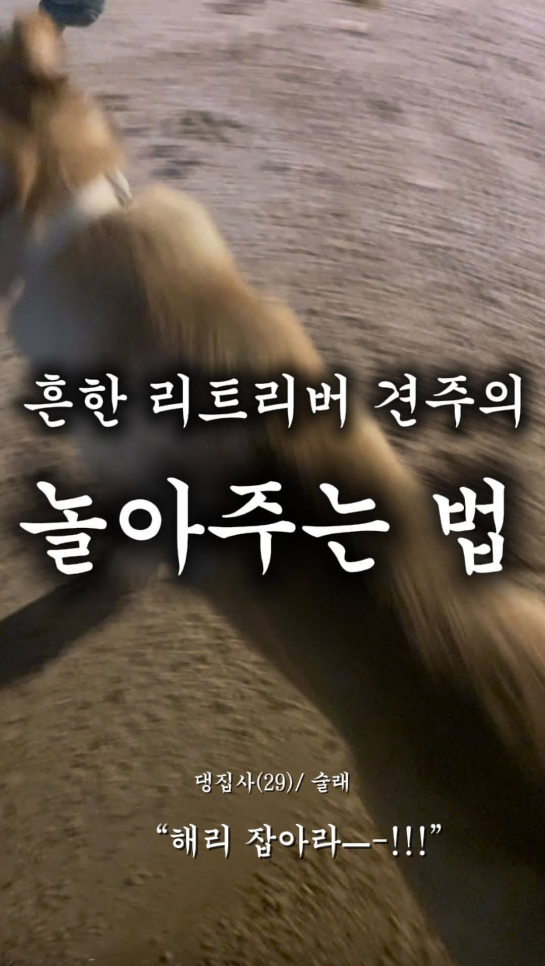 haeristagram 게시물 이미지: 이렇게 안 해주면 저랑 안 놀아줘요.

#리트리버해리 #리트리버 #다이소꿀템...
