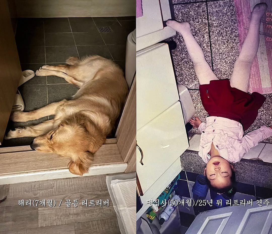 Photo by 리트리버 해리 on August 14, 2025. May be an image of 2 people, child, people sleeping, collie, golden retriever and text.