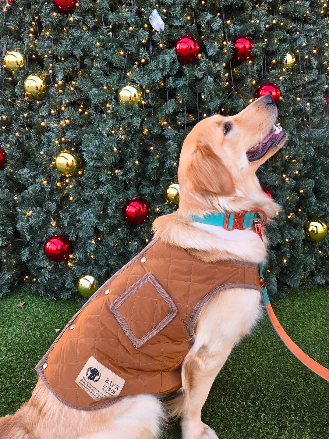 Photo by 리트리버 해리 on December 25, 2025. May be an image of golden retriever, collie, christmas tree, snowsuit, fur and text.