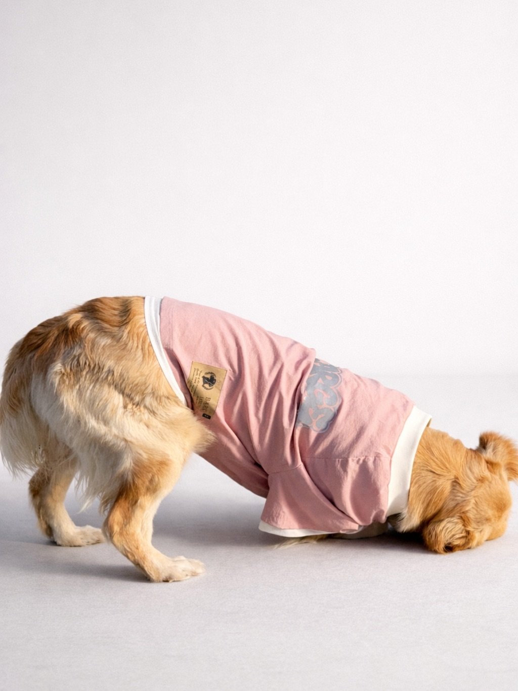 Photo shared by 바크로즈 on March 17, 2026 tagging @haeristagram. May be an image of golden retriever, chihuahua and text.