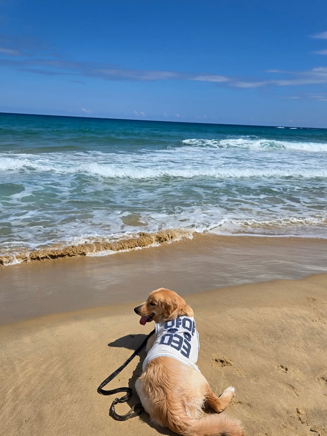 Photo by 리트리버 해리 on September 08, 2025. May be an image of golden retriever, cocker spaniel, ocean, beach and text.